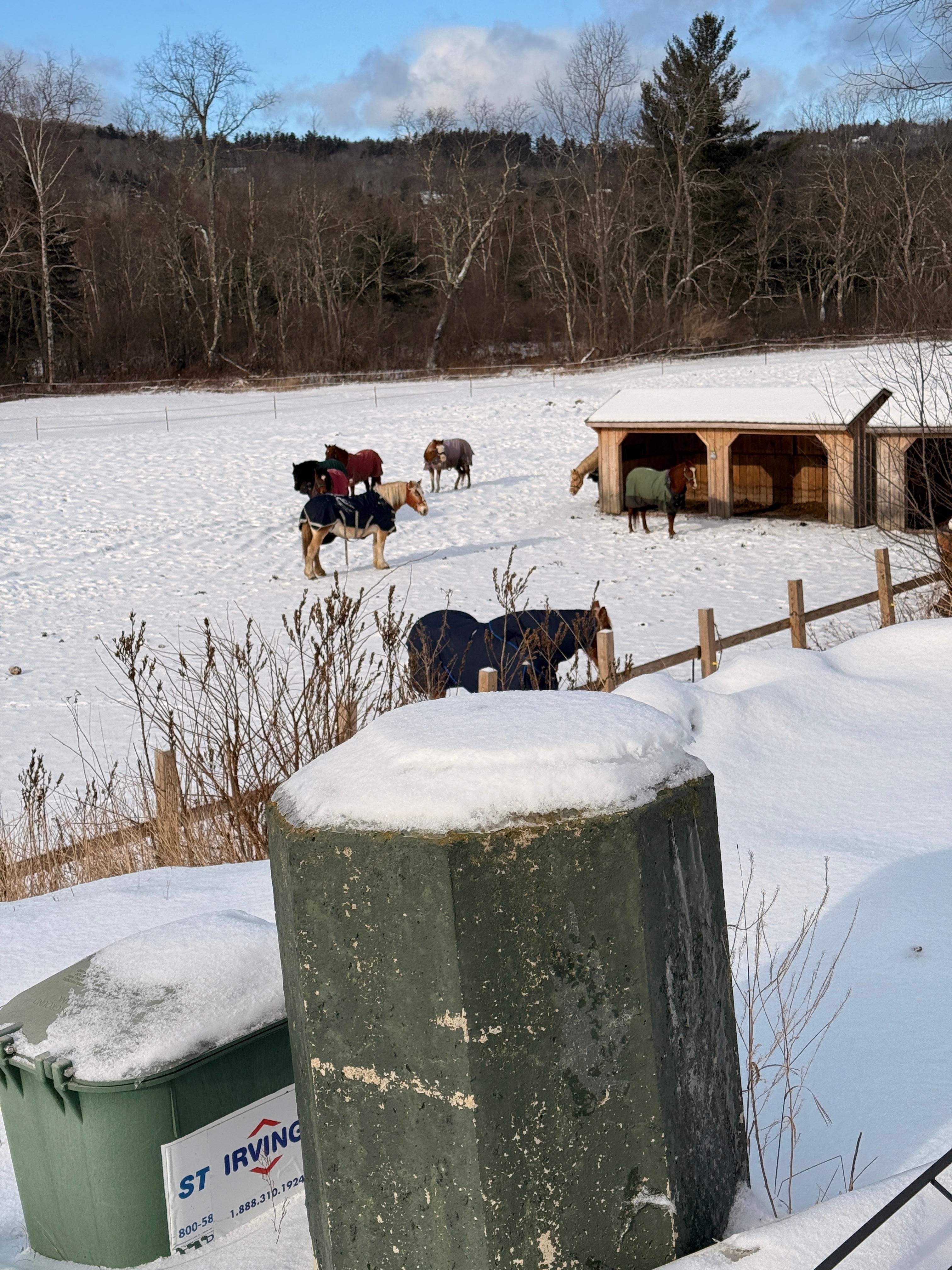 There were horses for the sleigh ride, they were so cute 