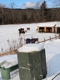 There were horses for the sleigh ride, they were so cute