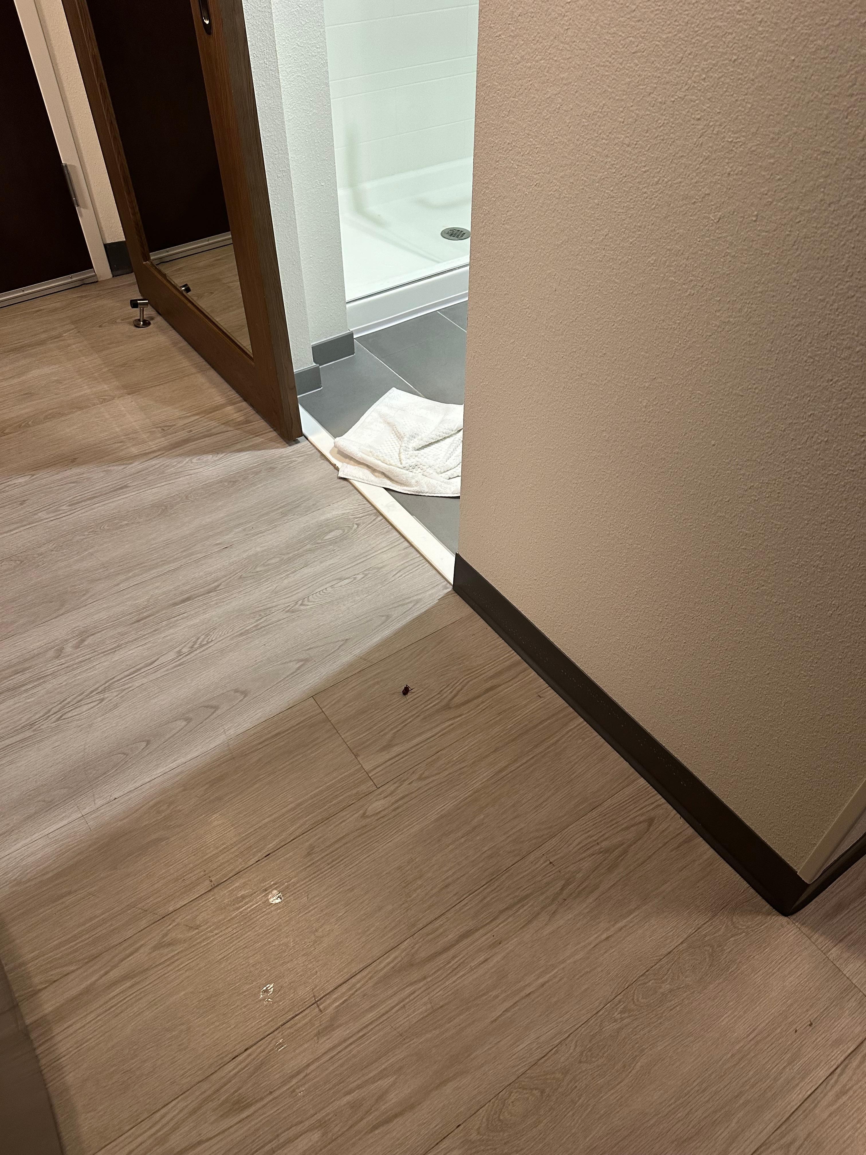 Dead cockroach.