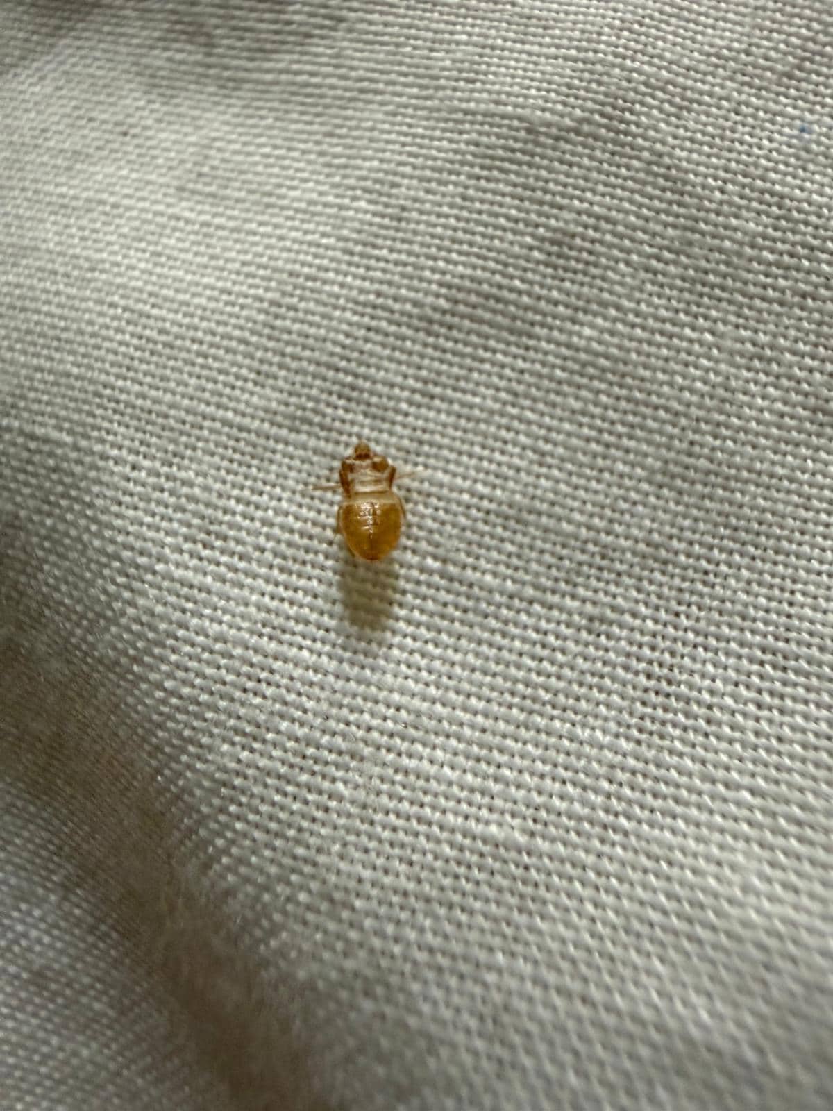 Carcas of a bed bug under our pillow in the morning.
