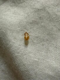 Carcas of a bed bug under our pillow in the morning.