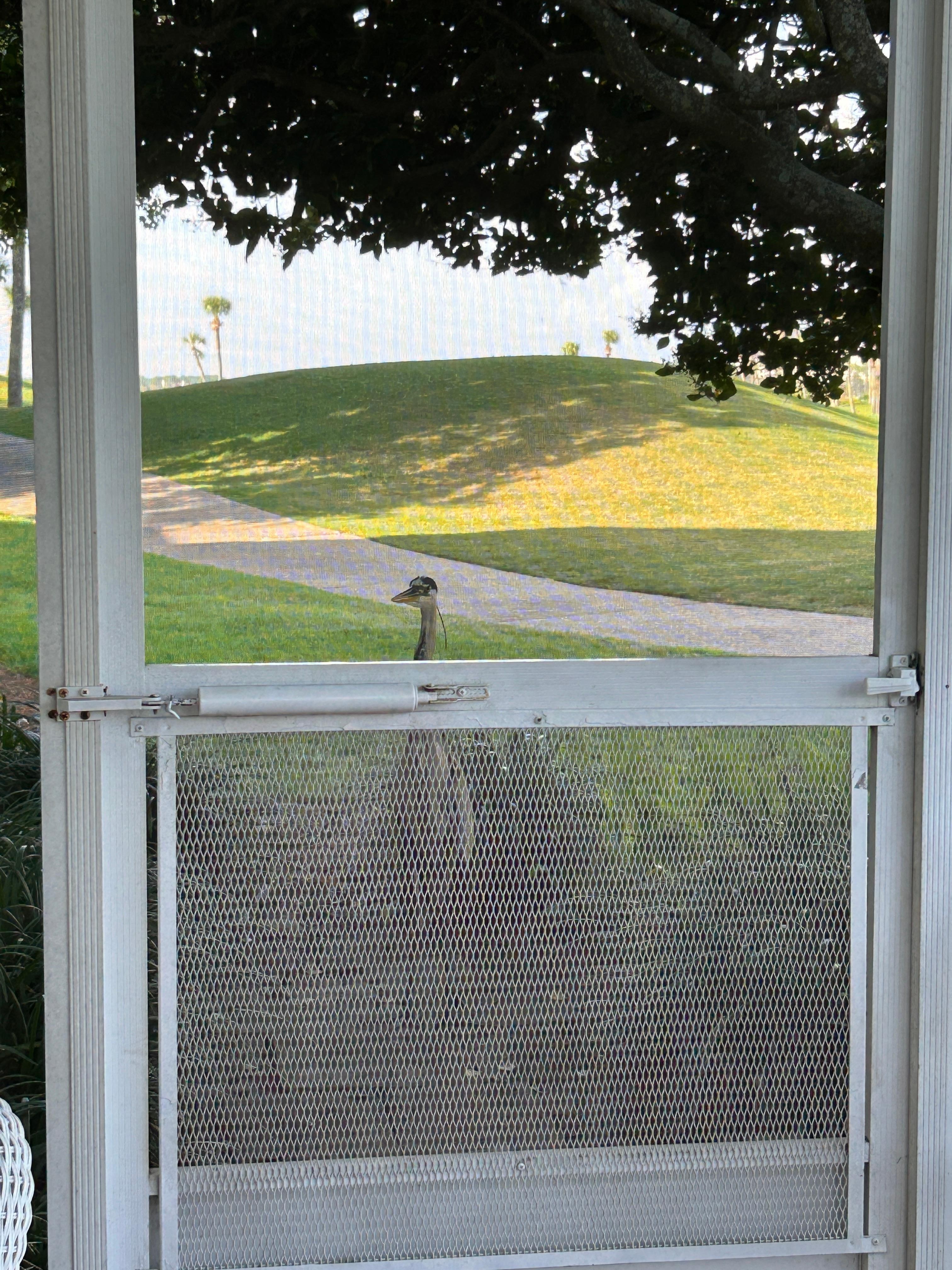 Our crane visitor outside the screened patio