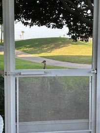 Our crane visitor outside the screened patio