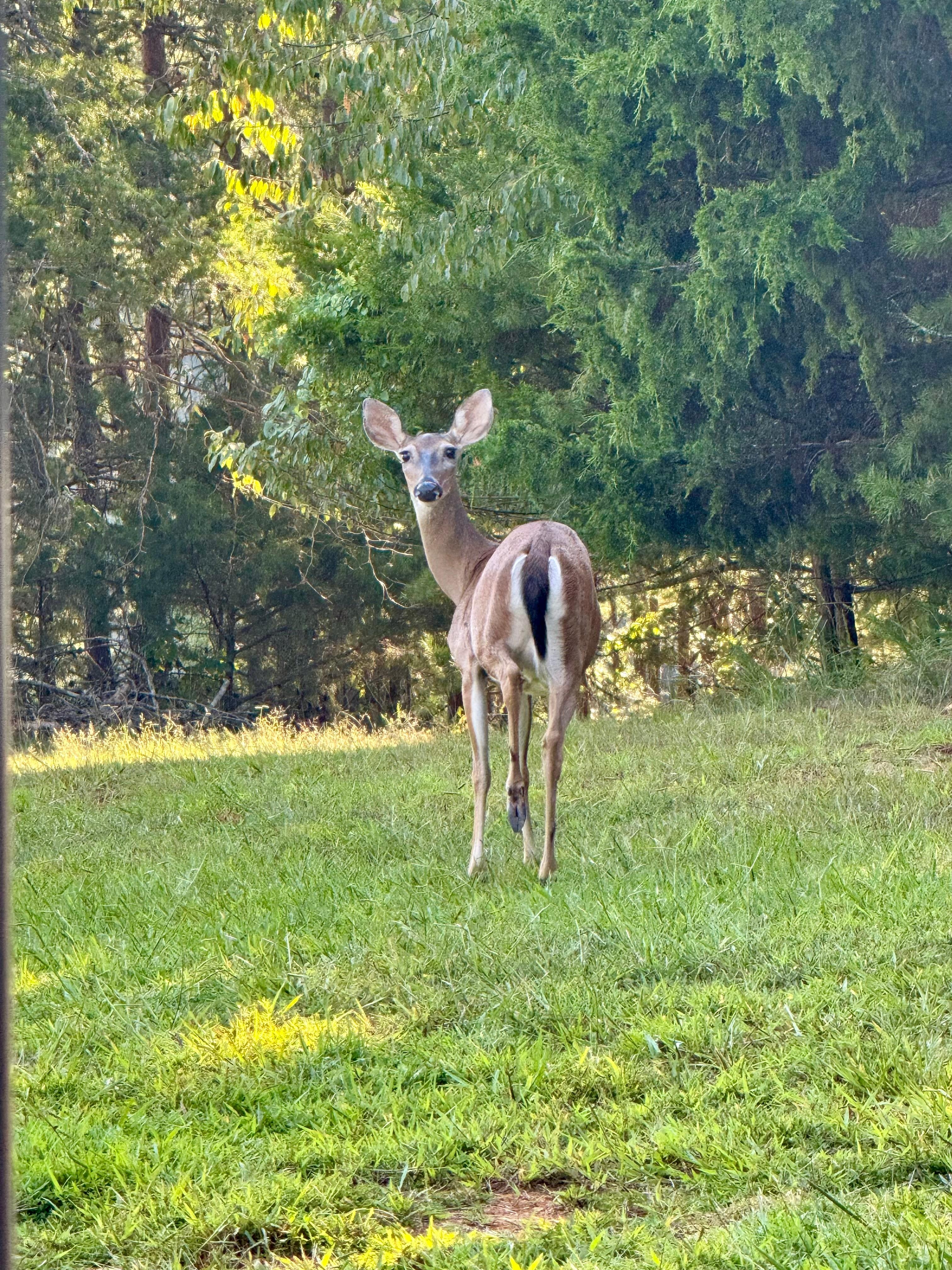 This sweet lovely was traveling through the front yard with her fawn.