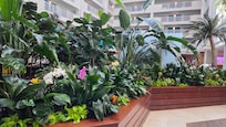 Beautiful tropical courtyard