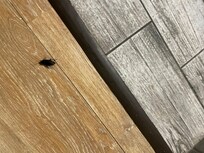 Cucaracha en el cuarto l