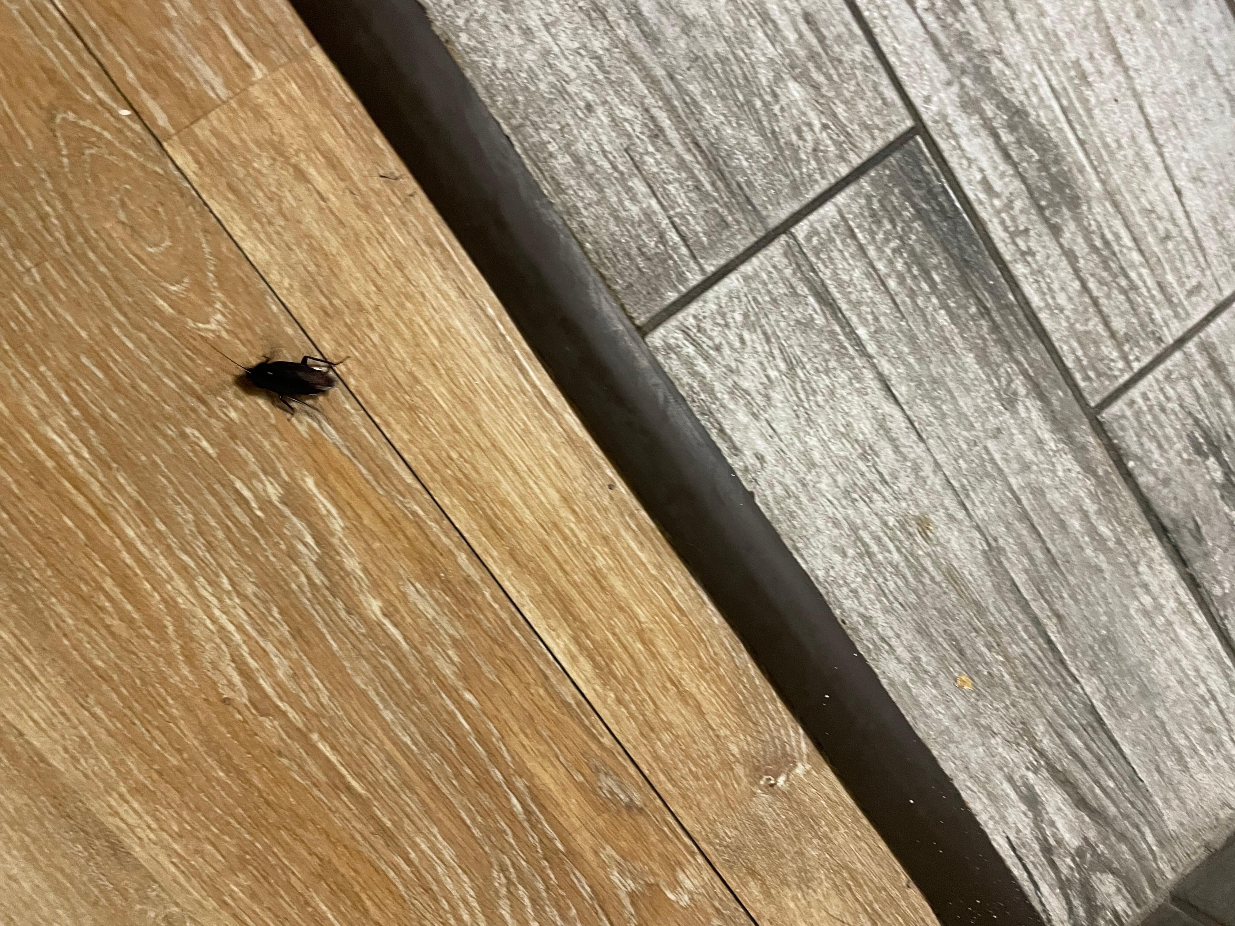Cucaracha en el cuarto l