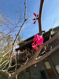 Spring just starting in the yard