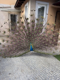 On my porch.