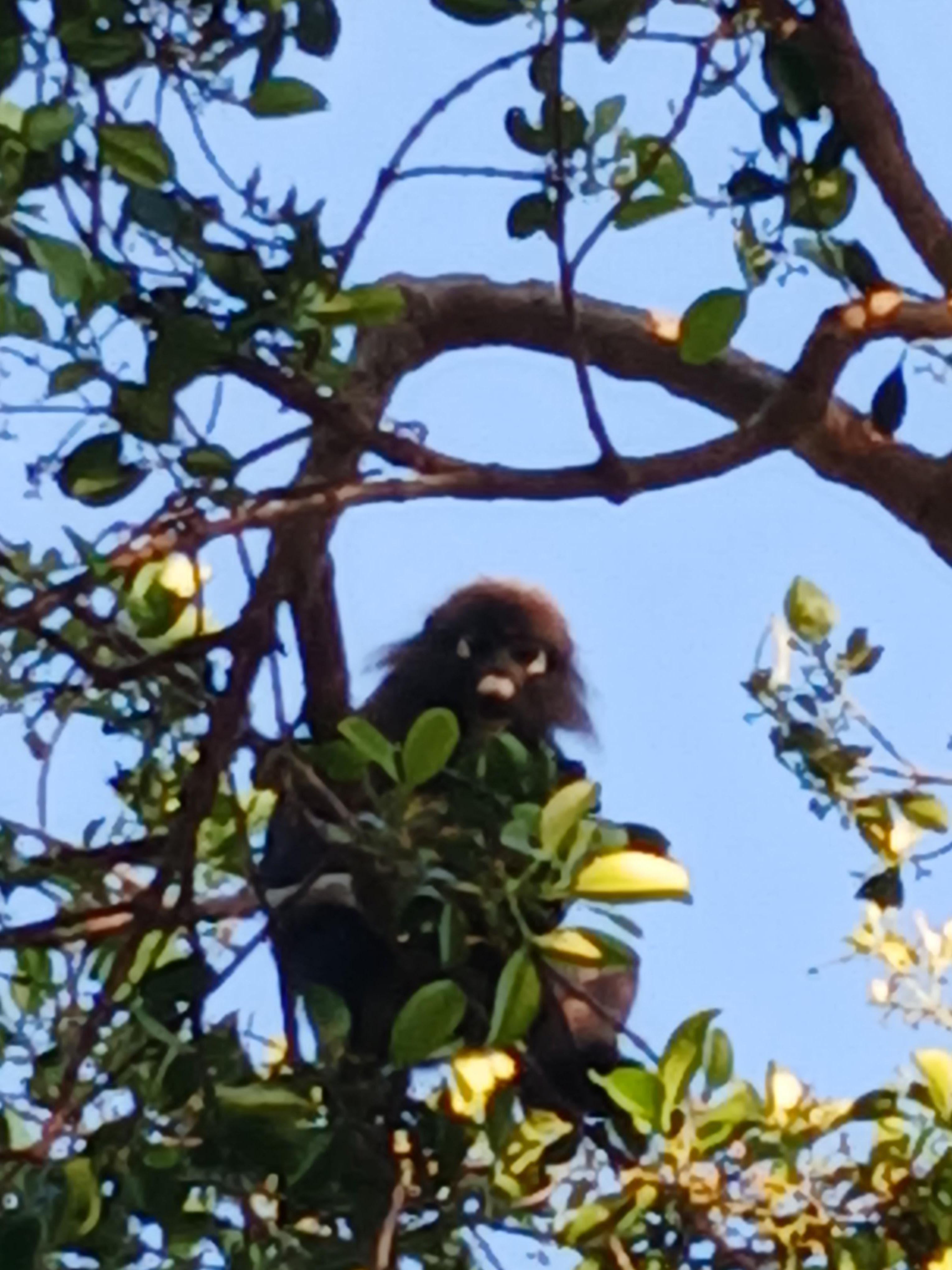 Morgens und abends kommt eine Affenfamilie am Pool vorbei