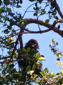 Morgens und abends kommt eine Affenfamilie am Pool vorbei