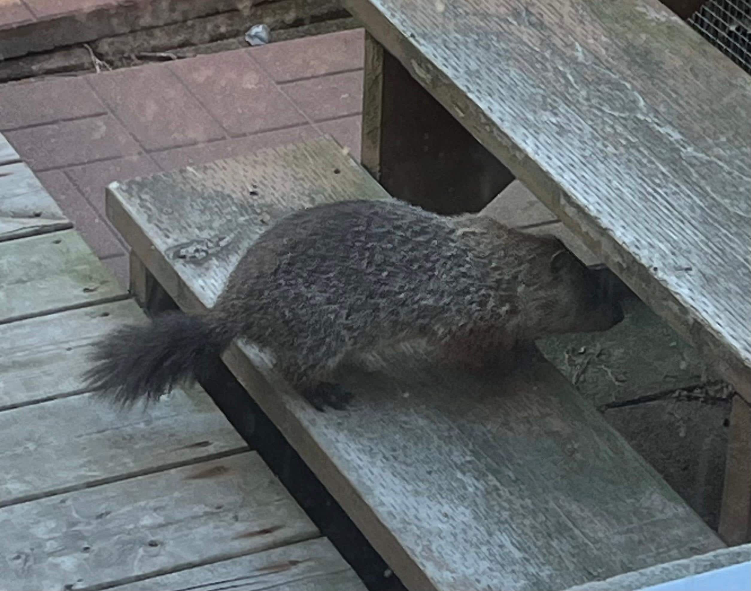 A curious young neighbour popped by.