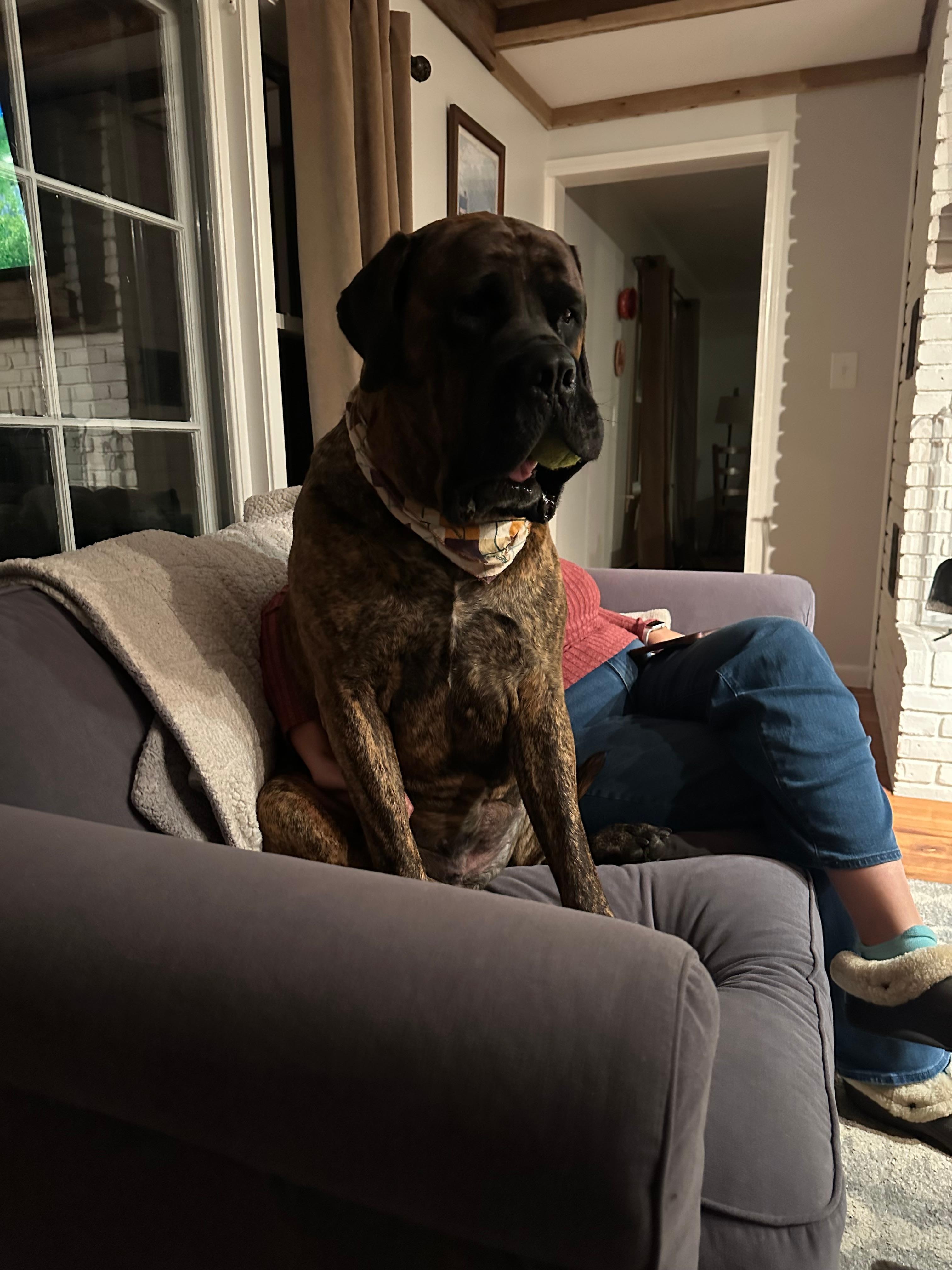 Our mastiff enjoying the ball she found outside