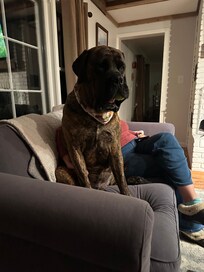 Our mastiff enjoying the ball she found outside