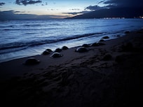 21 turtles nesting on the beach!!