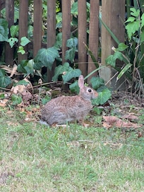 A visitor :)