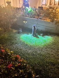 This was our only entertainment