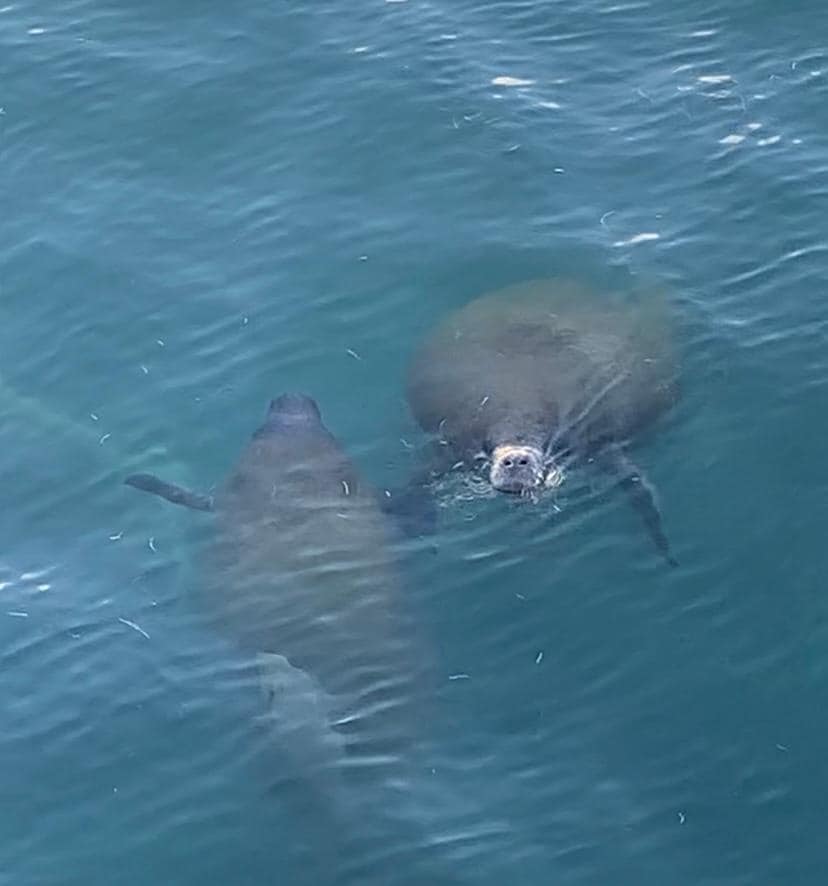 Morning walk to see the manatees in the bay.