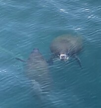 Morning walk to see the manatees in the bay.