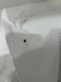 Killed two roaches
