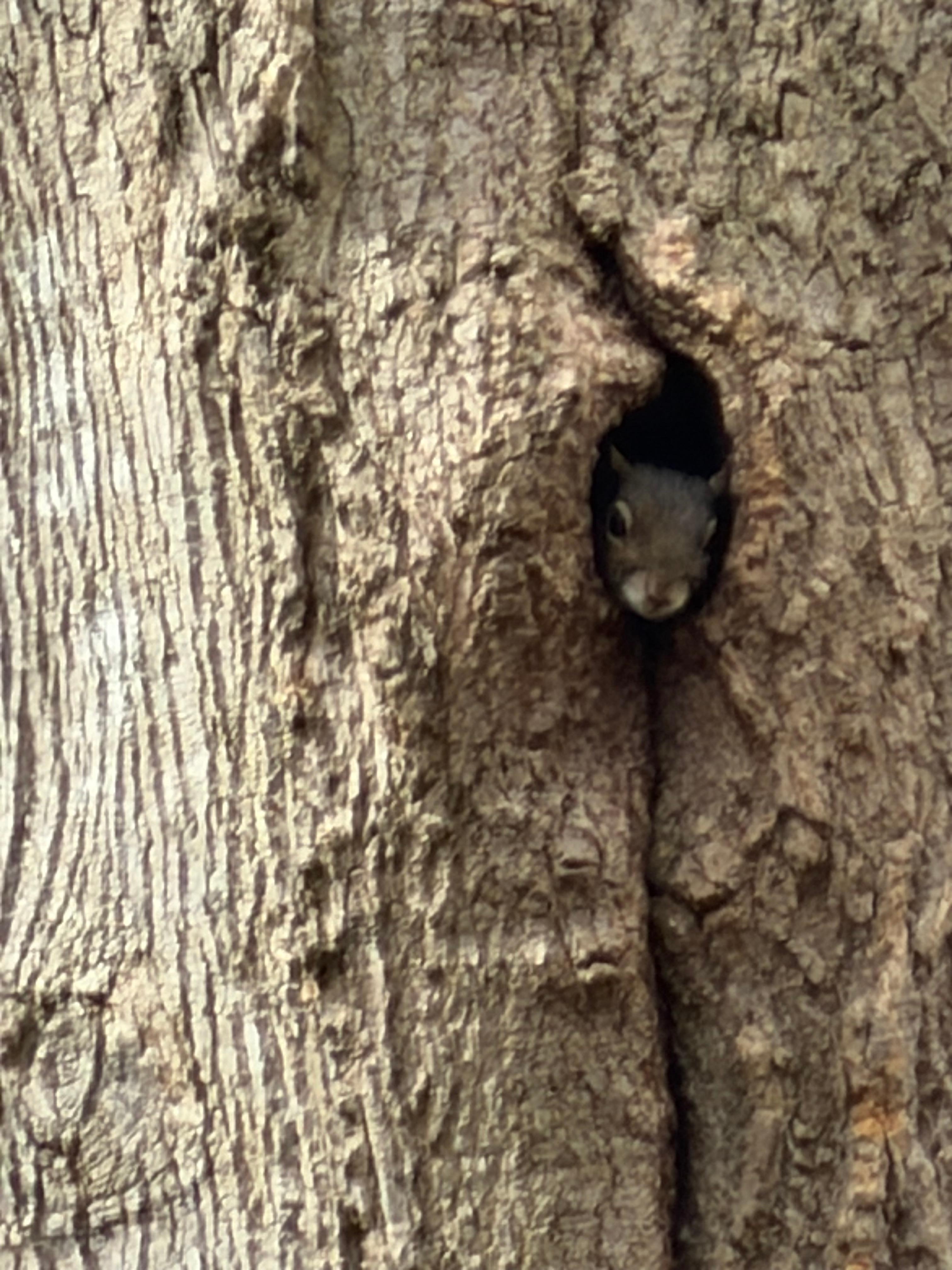 Little friend in a tree right behind the cabin!