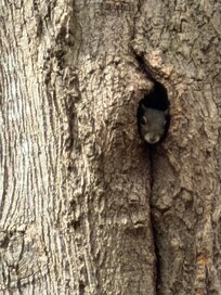 Little friend in a tree right behind the cabin!
