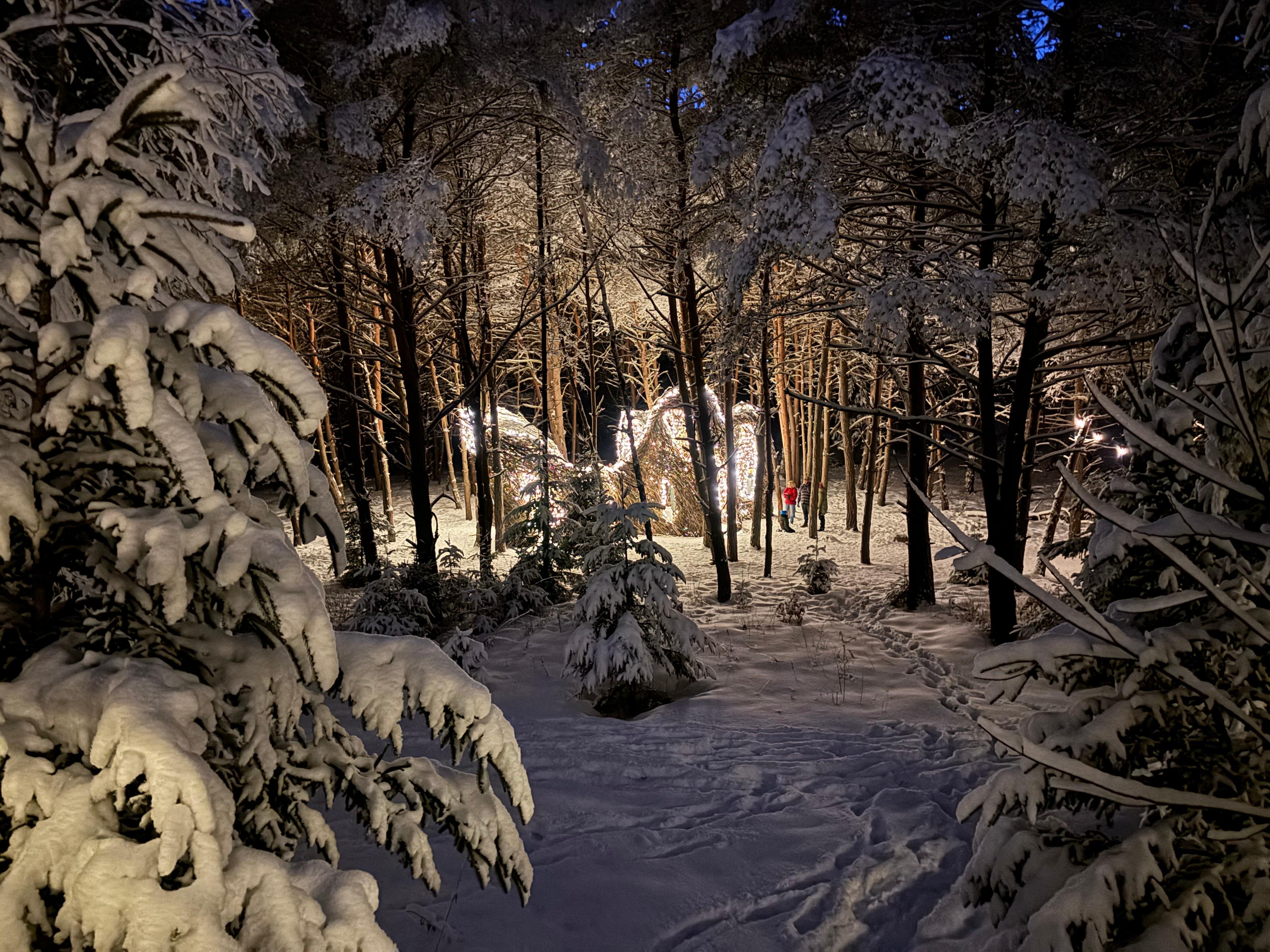 Wild Lights at Wild Center
