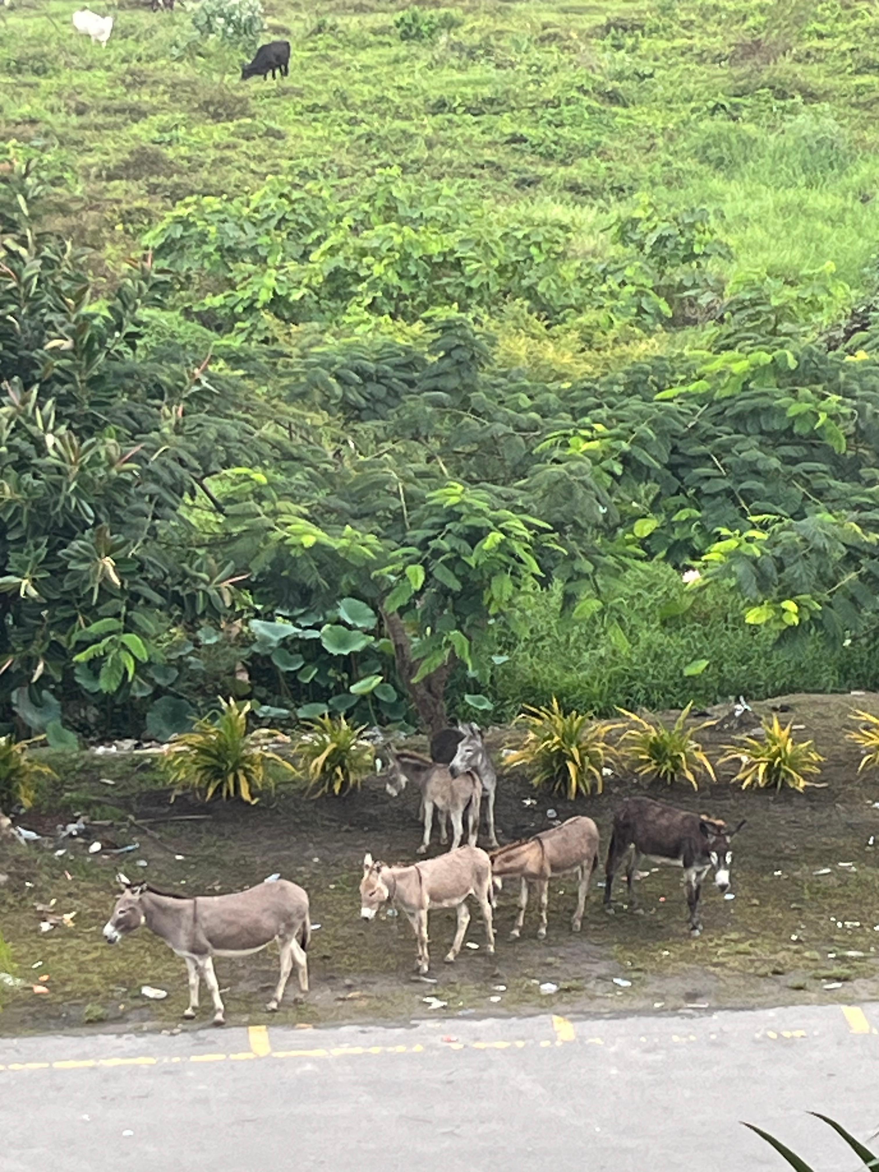 Few from the balcony