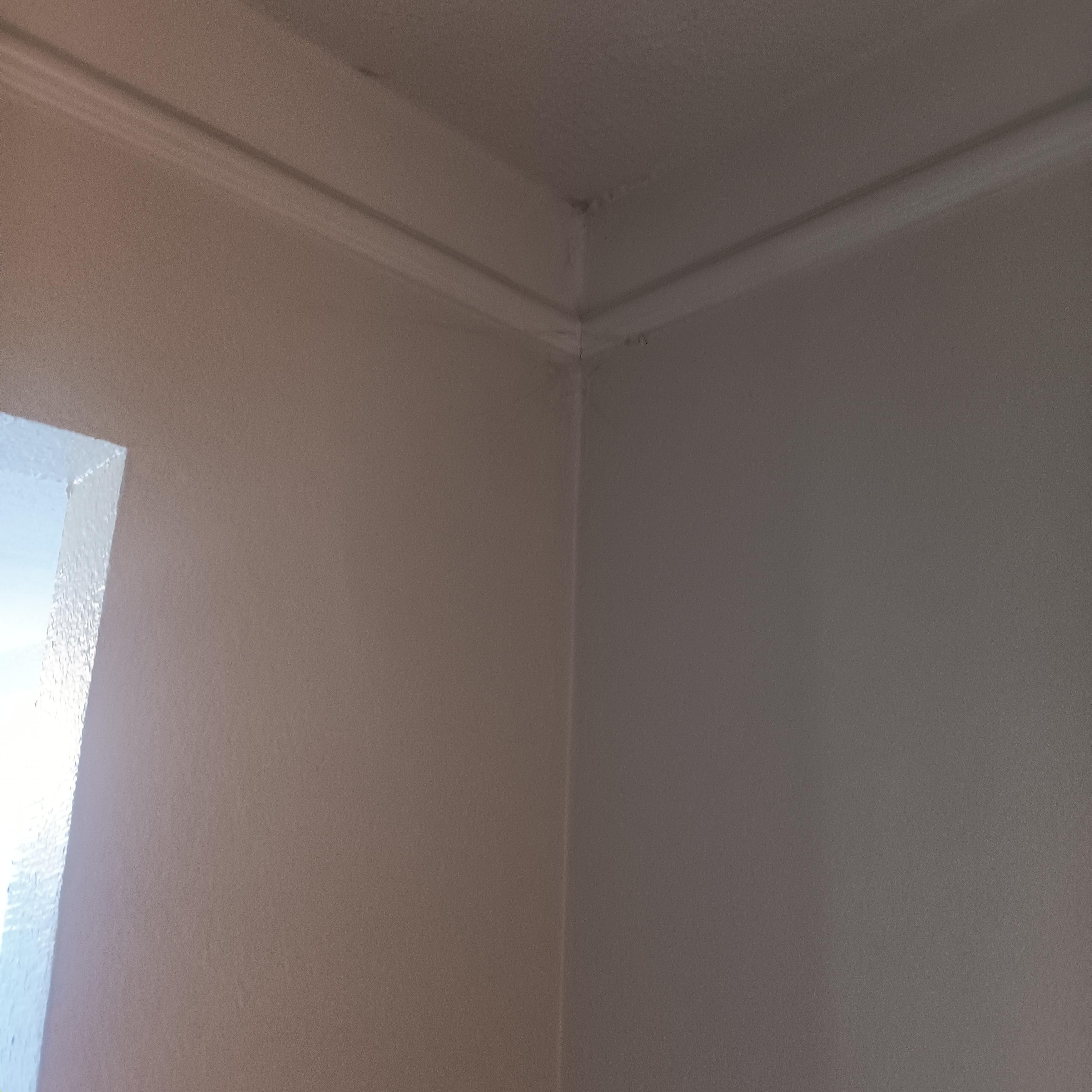 Spider web possible nest