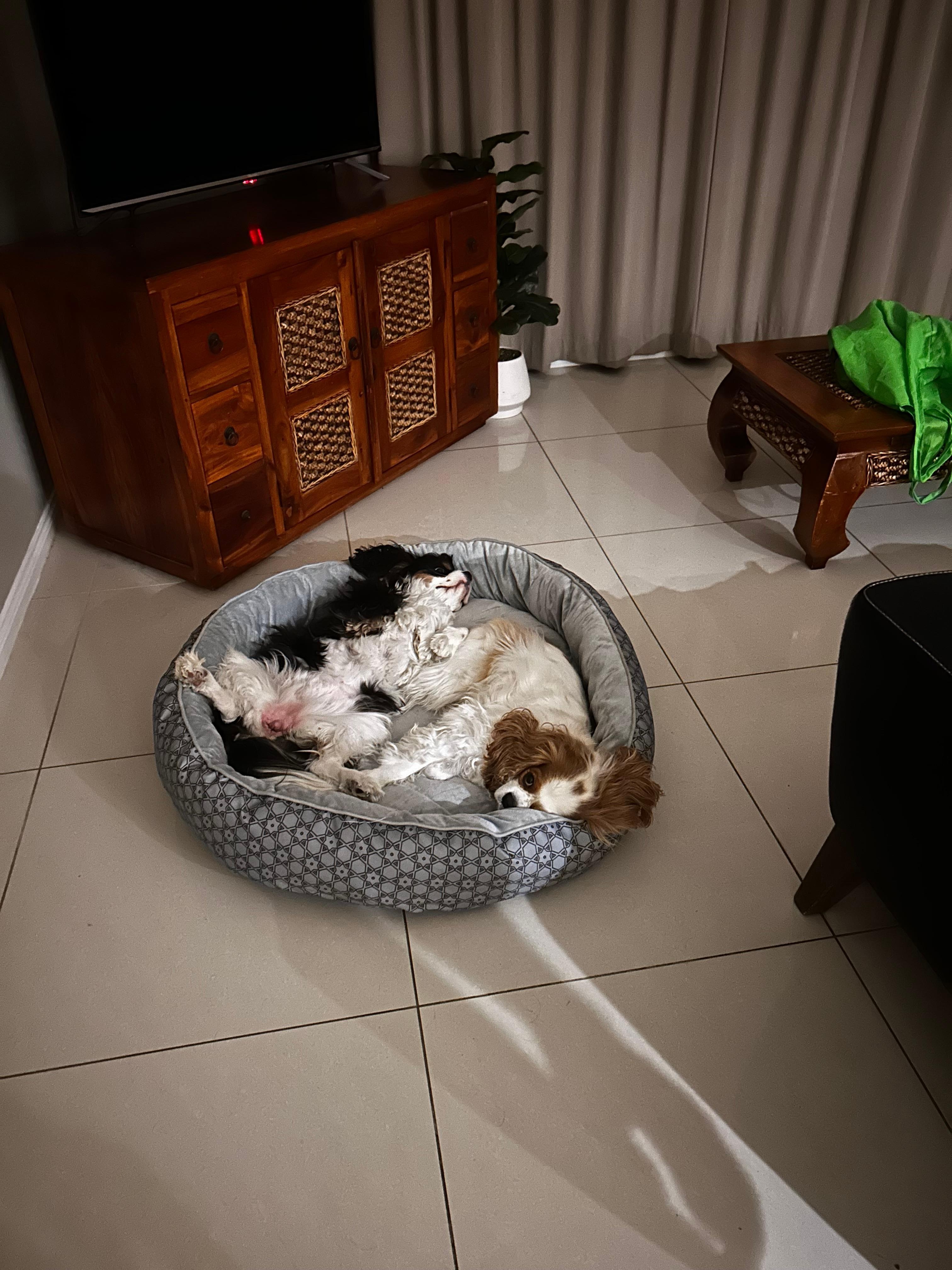 Worn out after a day out at the beach