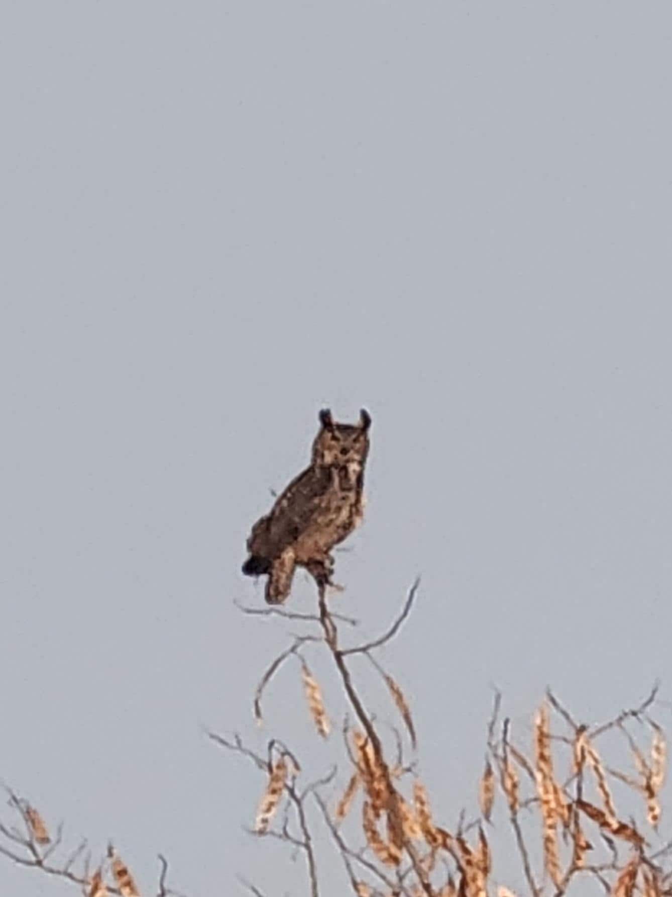 Great Horned owl visits at dusk