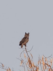 Great Horned owl visits at dusk