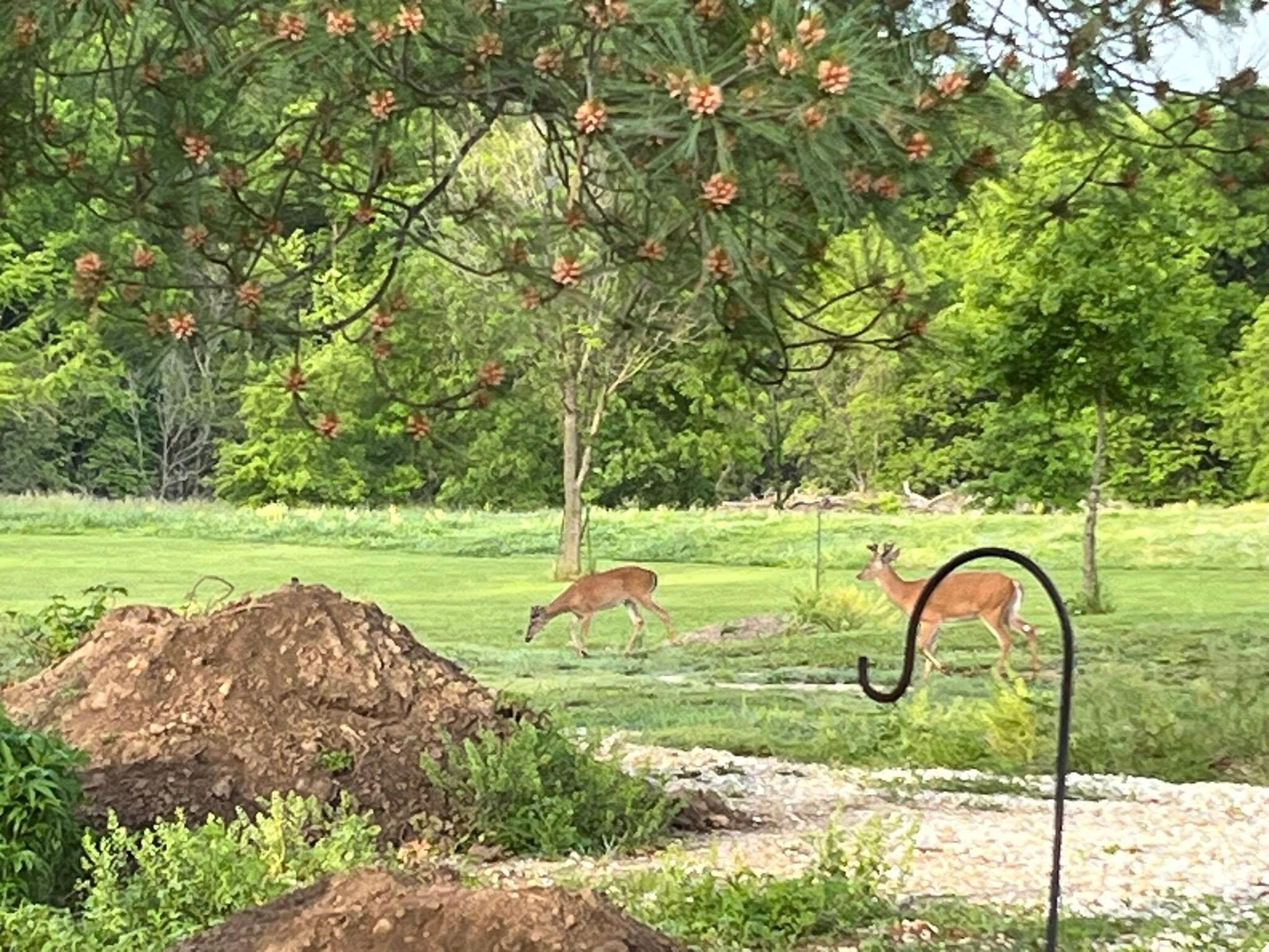 Morning visitors