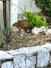 Little friend visiting every day