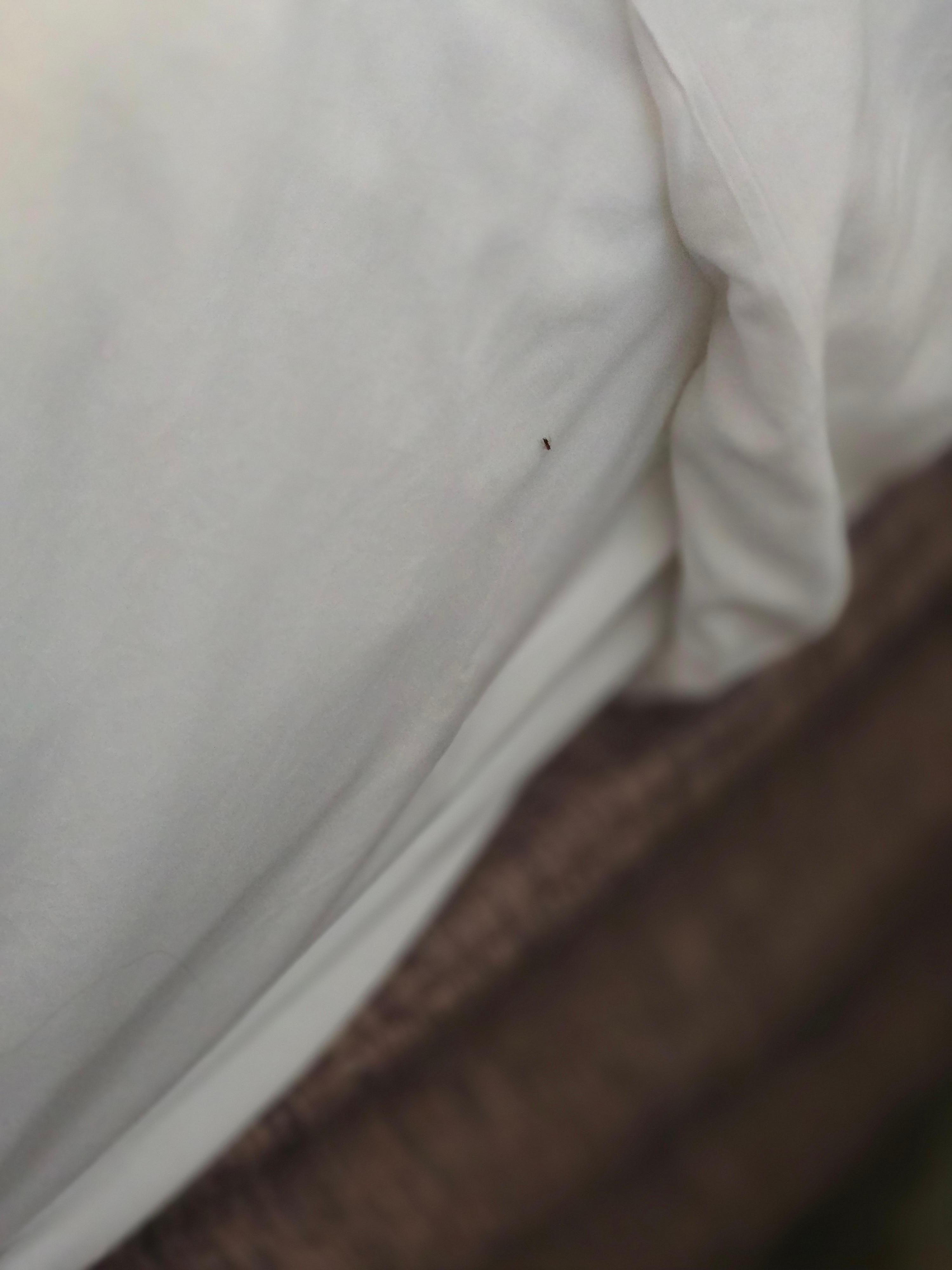 After room service changed my sheets still more ants on my bed