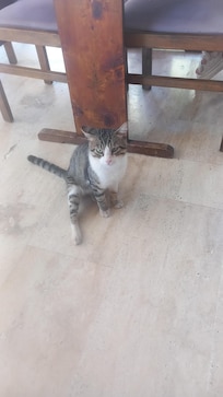 Breakfast cat