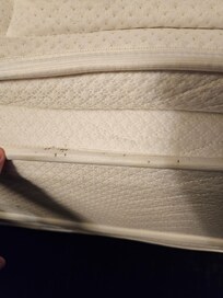 Bed bug stains