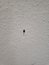 Looks like blood stains to me.