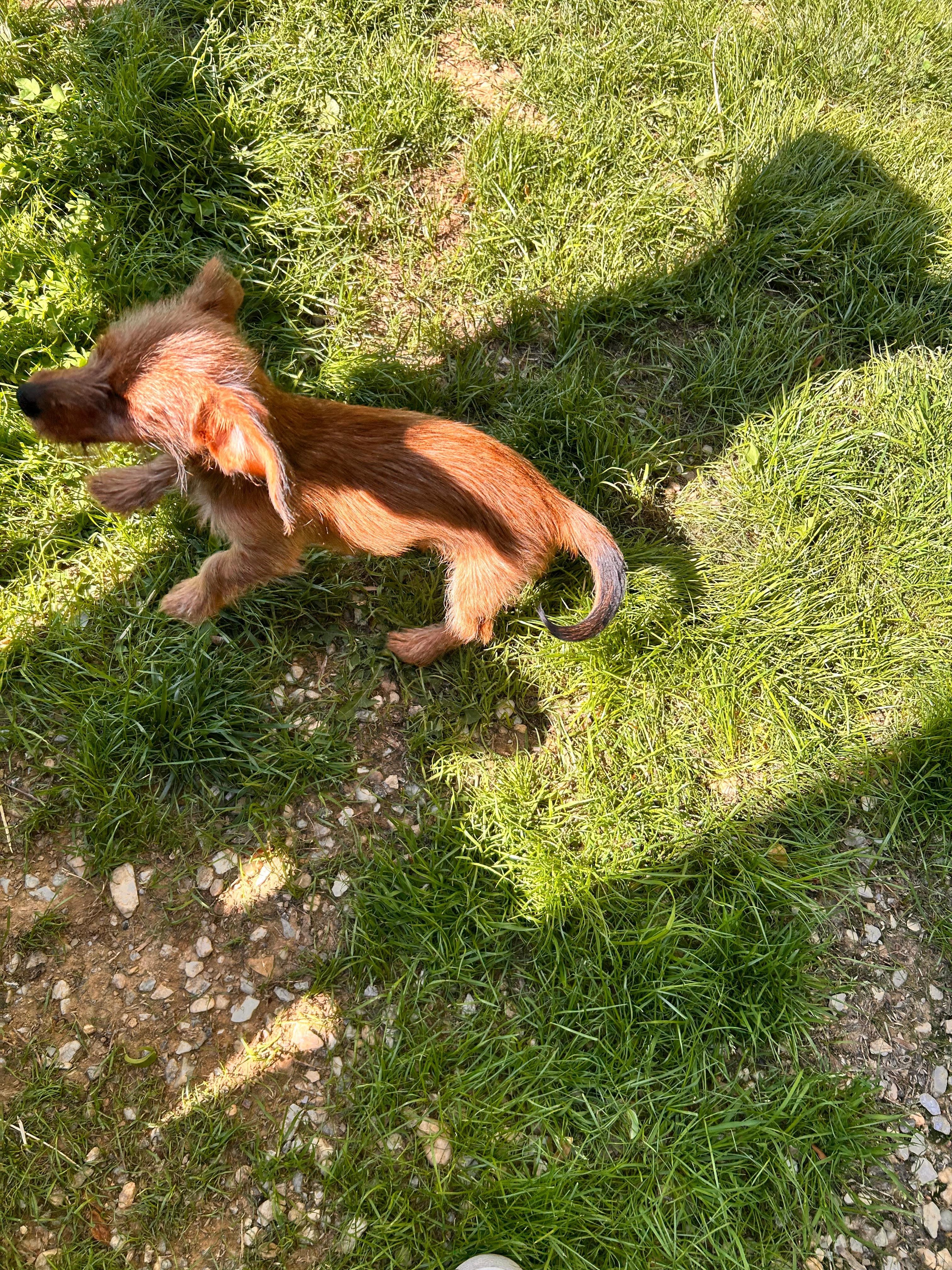 Our pup enjoying the fenced in area!
