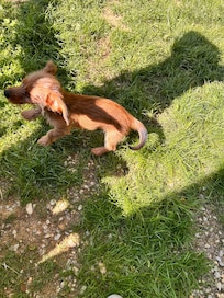 Our pup enjoying the fenced in area!