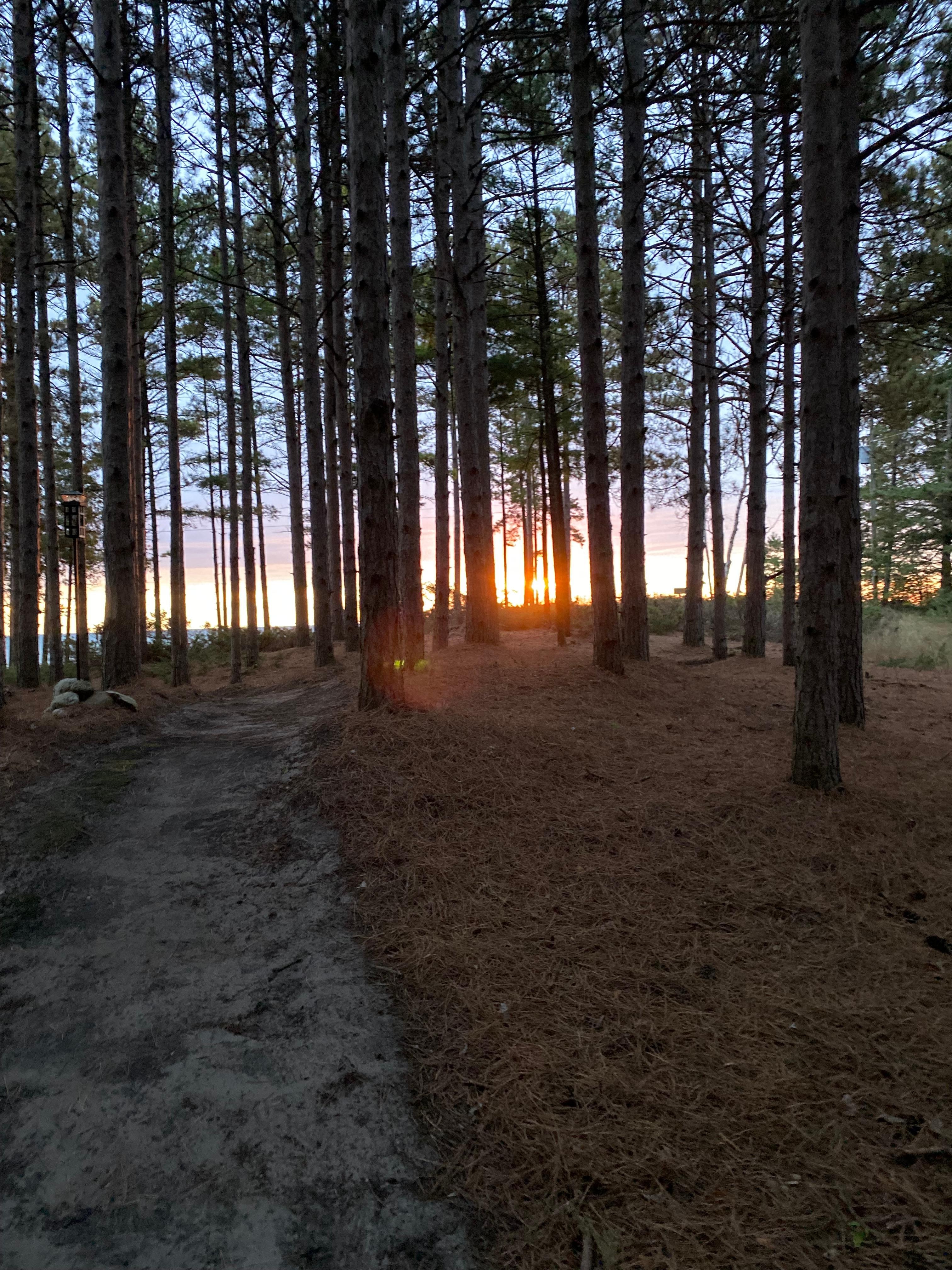 Path through the pines from cottage to lake