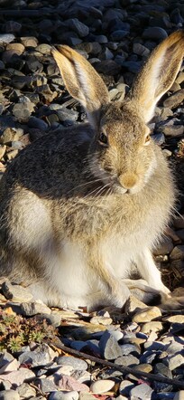 Adorable Bunny on the Hotel grounds.
The View from my room 😊