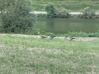 View of Mosel River