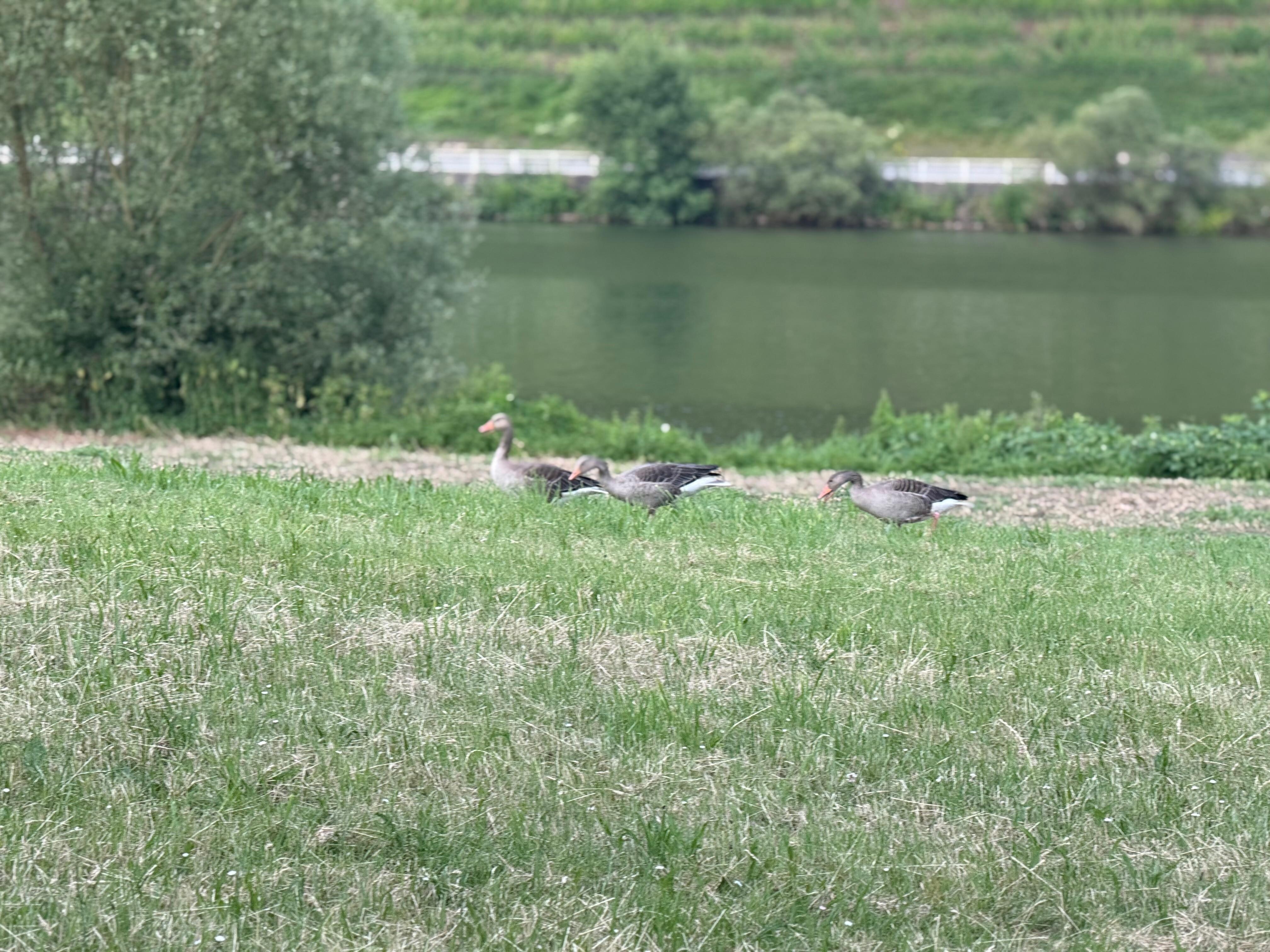 View of Mosel River
