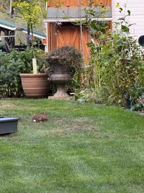 The bunnies came out to say hi!