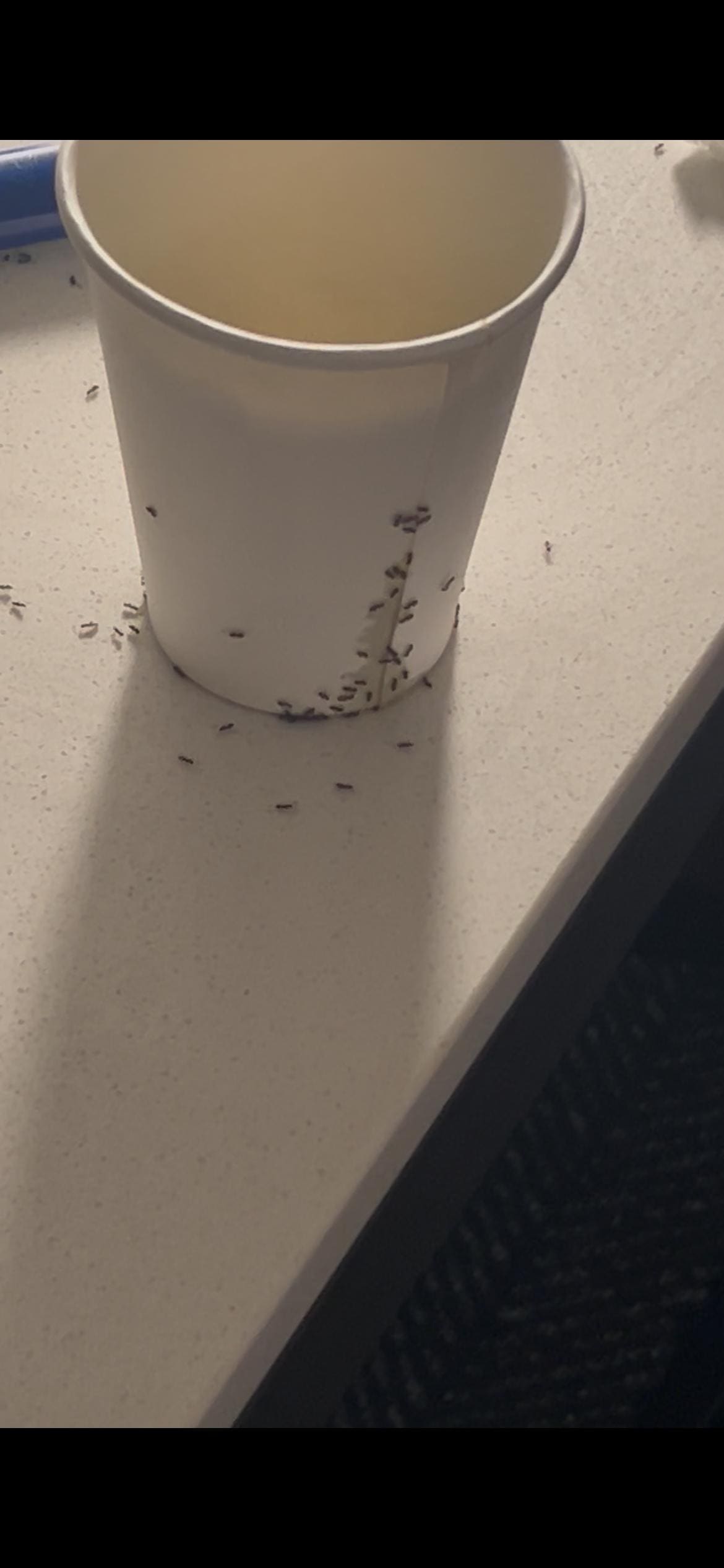 Room was infested with red ants bad experience 