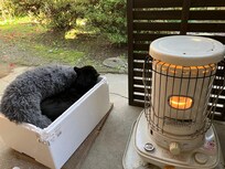 南天苑のお庭番の黒猫ちゃん。喫煙所でまったりと。