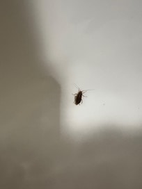 Mot sure if it was a roach or not, this was in the bathtub and another small bug on the bathroom counter.