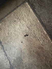 Rat poop everywhere.