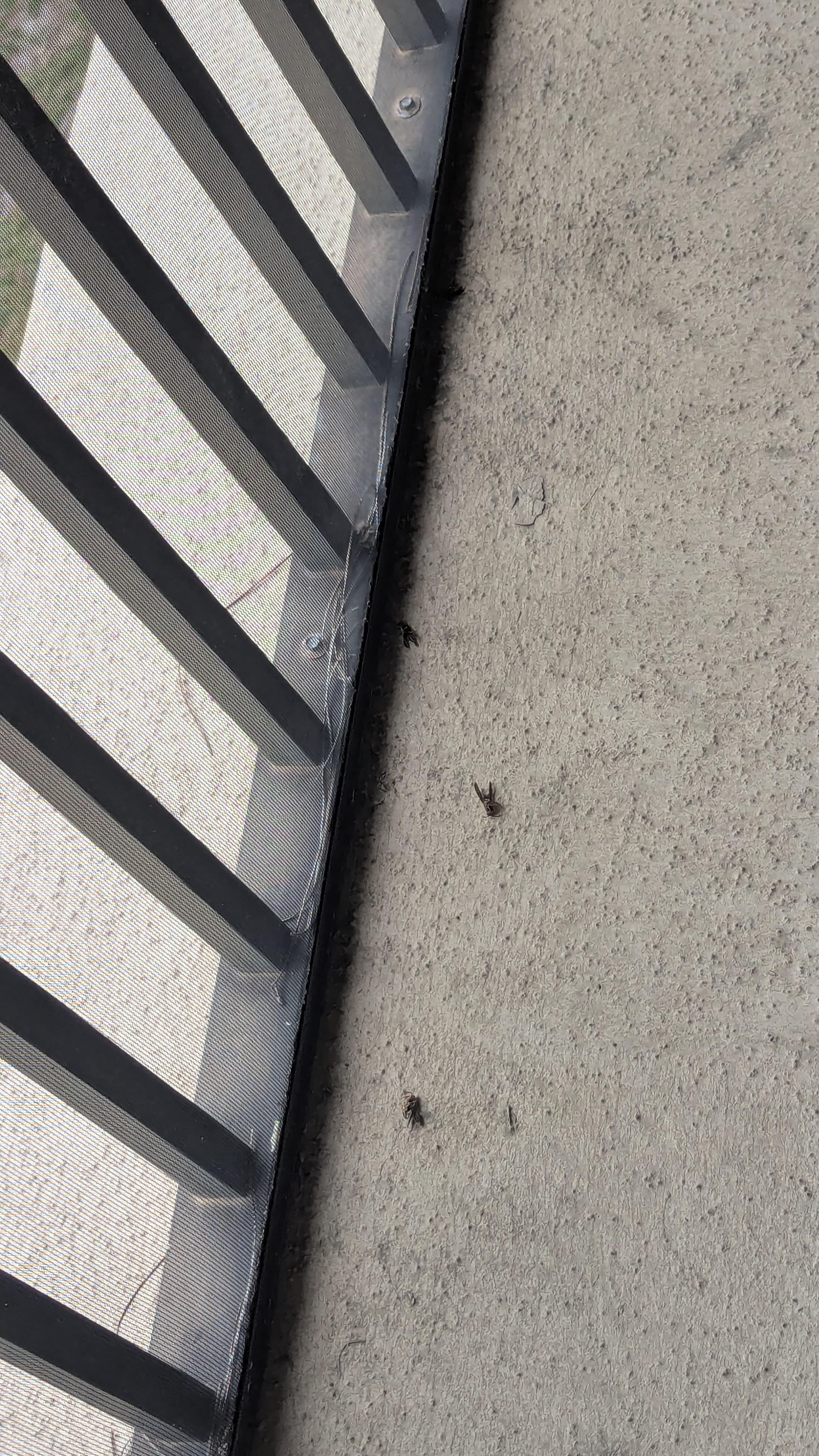 Dead wasps in screened in porch that we killed with spray